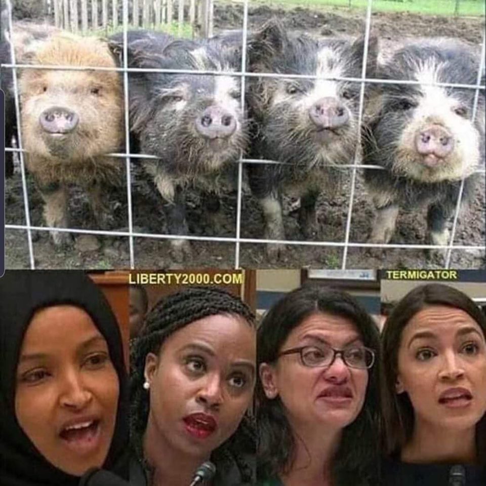pigs