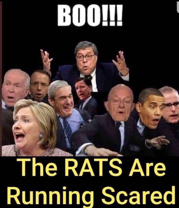 rats